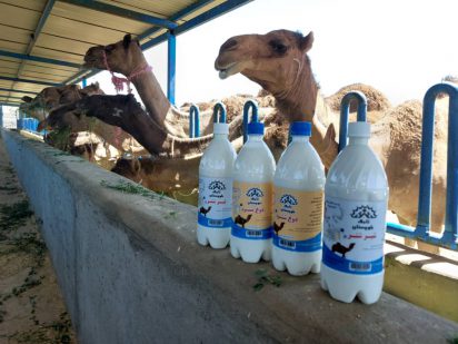شیر شترهای بهره بردار زاهدانی بصورت شیرخشک به خارج از کشور صادر میشود.