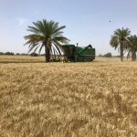 خرید گندم در سیستان و بلوچستان به بیش از ۴۷ هزار تن رسید.