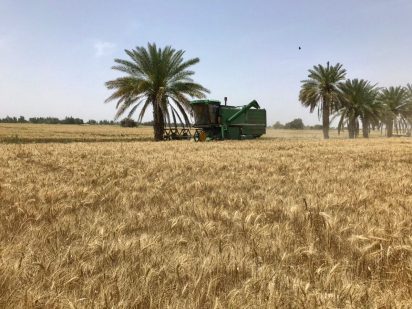 کشاورزان بمپور ۶ هزار تن گندم تحویل مراکز خرید دادند
